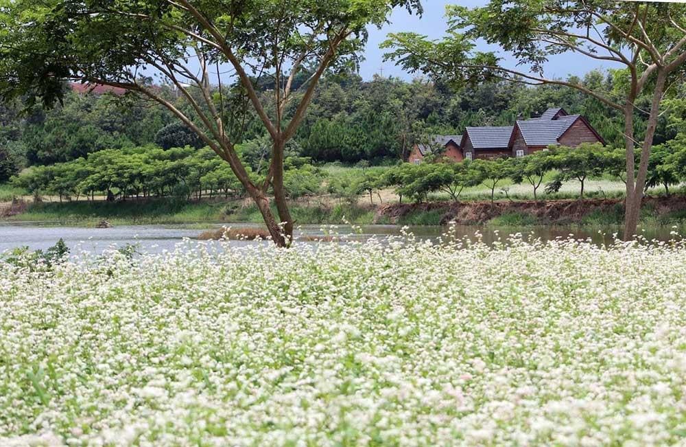 Cánh đồng hoa Tà Nung trồng các loại hoa theo mùa.